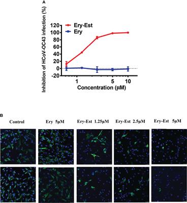 Erythromycin Estolate Is a Potent Inhibitor Against HCoV-OC43 by Directly Inactivating the Virus Particle
